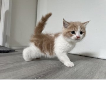 マンチカン(長足)【鹿児島県・男の子・2025年7月19日・クリームホワイト】の写真「少しずつ人にも慣れてきて、やんちゃな可愛い子です」