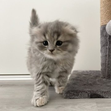 マンチカン(長足)【鹿児島県・女の子・2025年3月25日・ブルータビー】の写真「好奇心旺盛なふわふわな毛で可愛いです」