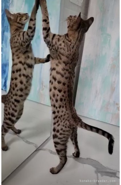 サバンナキャット　ジャスティンパパ🎵｜八ヶ代　栄二(やかしろ　えいじ)ブリーダー(鹿児島県・ベンガルなど・TICA/ICC/JCC（旧ACC）/DCC登録)の紹介写真5