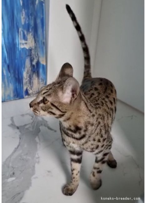 サバンナキャット、ジャスティンパパ｜八ヶ代　栄二(やかしろ　えいじ)ブリーダー(鹿児島県・ベンガルなど・TICA/ICC/JCC（旧ACC）/DCC登録)の紹介写真6