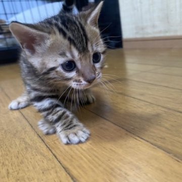 ベンガル【鹿児島県・男の子・2023年2月9日・ブラウンスポテットタビー】の写真「母親ネズコに似てとても綺麗な子です^_^」