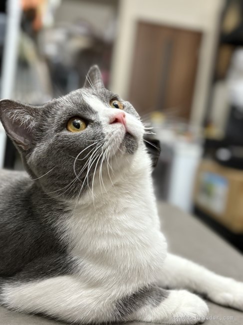 中島真理ブリーダー