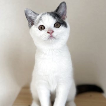 ブリティッシュショートヘア【広島県・男の子・2025年8月19日・ブルー&ホワイト】の写真「バイカラーの元気いっぱいやんちやboyです✨」