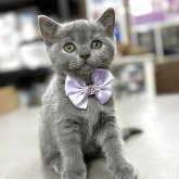 ブリティッシュショートヘア