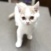 ブリティッシュショートヘア