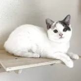 ブリティッシュショートヘア【広島県・男の子・2025年8月19日・ブルー&ホワイト】の写真3