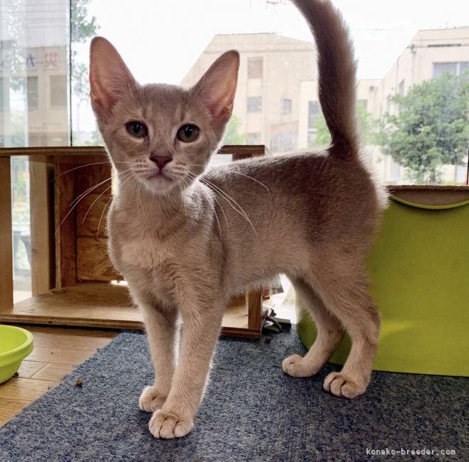 長尾　清志(ながお　きよし)ブリーダー(大阪府・ブリティッシュショートヘアなど・NAD登録)の紹介写真3