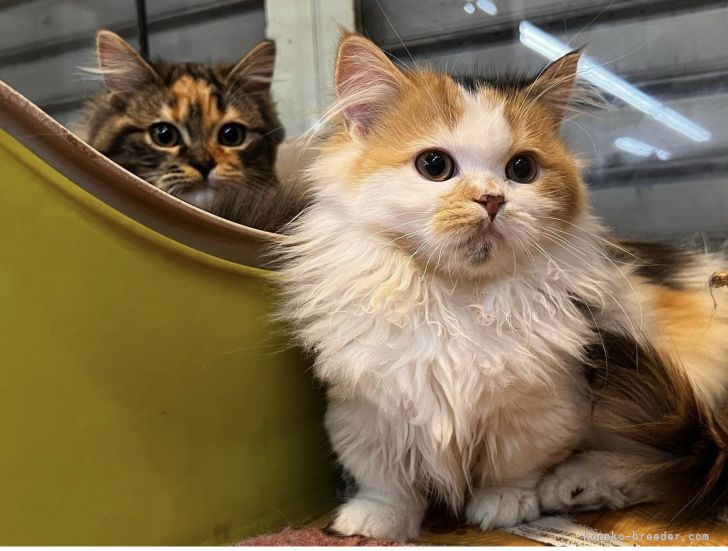 長尾　清志(ながお　きよし)ブリーダー(大阪府・ブリティッシュショートヘアなど・NAD登録)の紹介写真5