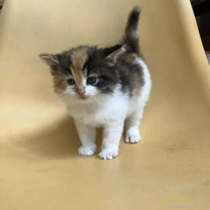 ID：2304-01060の子猫