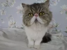 ペルシャ【大阪府・男の子・2024年5月12日・ブラウンタビー&ホワイト】の写真2