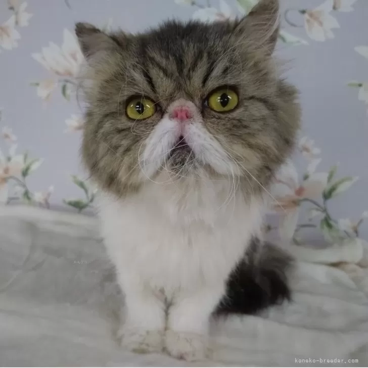 ペルシャ【大阪府・男の子・2024年5月12日・ブラウンタビー&amp;ホワイト】の写真1