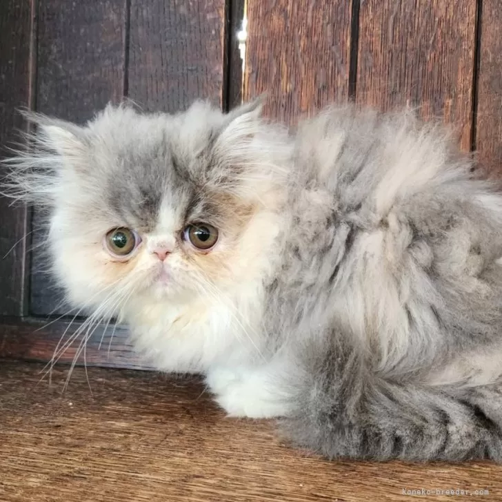 ID：2510-00998の子猫