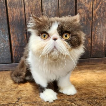 エキゾチックロングヘア【大阪府・男の子・2024年7月27日・ブルー&ホワイト（とってもふわふわ柔らかい）】の写真「こどもにも他の猫ちゃんにも優しい性格のよい子です✨」