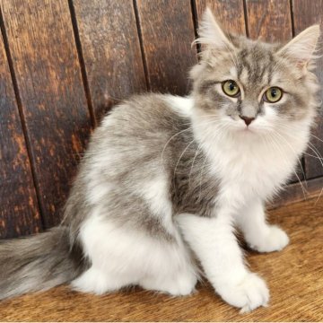 ラグドール × マンチカン【大阪府・男の子・2025年5月16日・ブルー&ホワイト】の写真「抱き心地抜群❤️‍🔥かわいい男の子✨️」