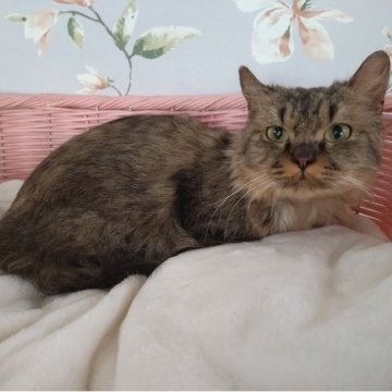 ミヌエット(短足)【大阪府・男の子・2024年7月14日・ブラウンタビー&ホワイト（さらさらふわふわな長毛）】の写真「甘え上手なおっとり系男子🤭」