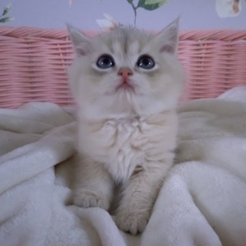 ブリティッシュショートヘア【大阪府・男の子・2025年9月21日・ブルーゴールデン（とってもふわふわ柔らかい）】の写真「人馴れ抜群　駆け寄ってきてくれるかわいい子❤️❤️」