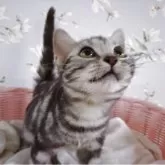 アメリカンショートヘア