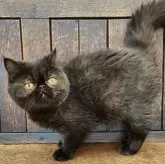 エキゾチックショートヘア