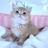 ブリティッシュショートヘア