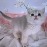 ブリティッシュショートヘア