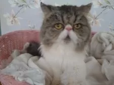 ペルシャ【大阪府・男の子・2024年5月12日・ブラウンタビー&ホワイト】の写真6