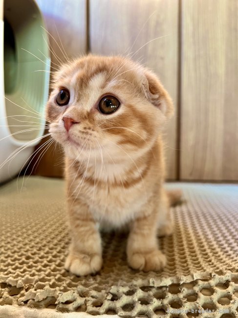 甘えんぼで可愛い折耳ちゃん♡｜阿部　哲也(あべ　てつや)ブリーダー(群馬県・スコティッシュフォールドなど・KCC登録)の紹介写真4