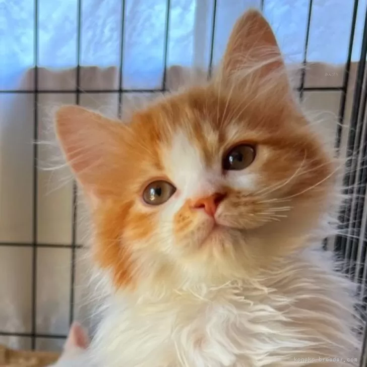 ID：2404-00762の子猫