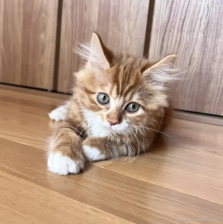 ID：2303-00774の子猫