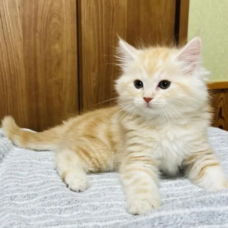 ID：2211-00014の子猫