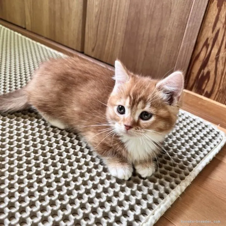 ID:2310-02102の子猫