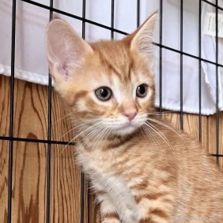 ID：2306-00071の子猫