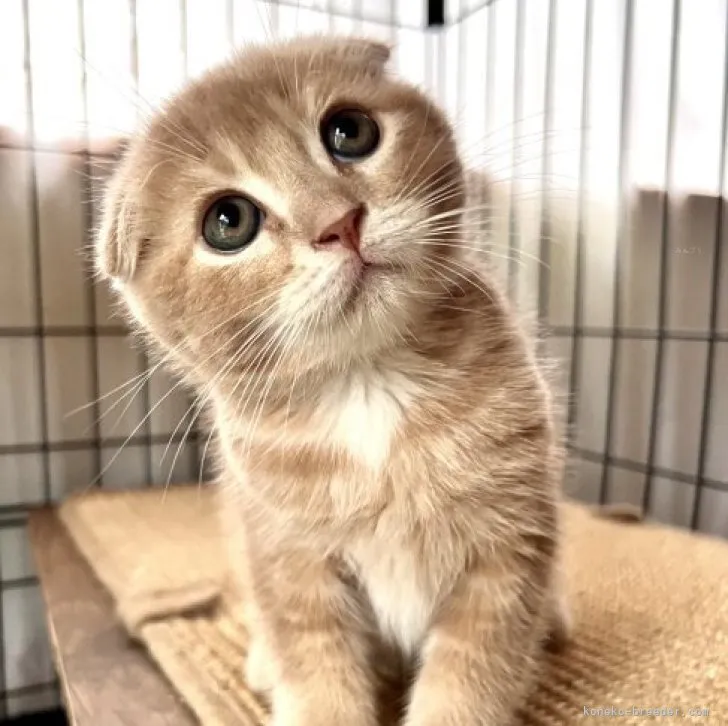 ネネ 様のお迎えした子猫