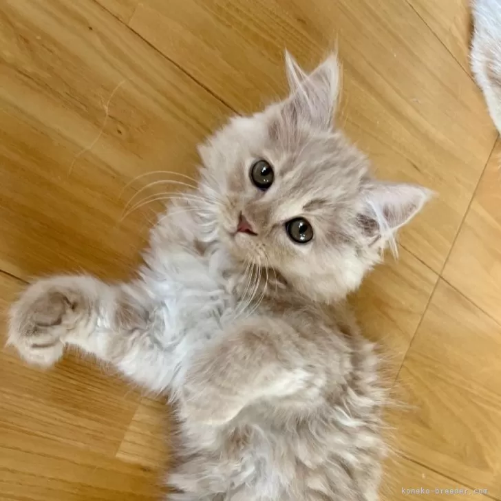ID：2411-01233の子猫