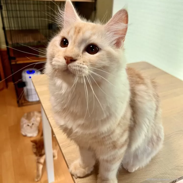 ID:2410-03058の子猫