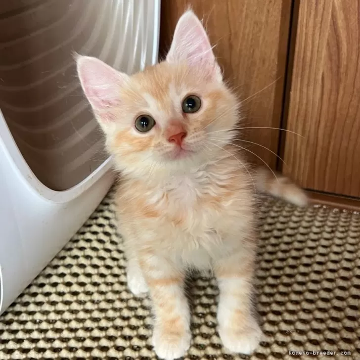 ID：2407-00055の子猫