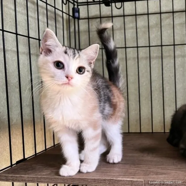 ID:2310-01012の子猫