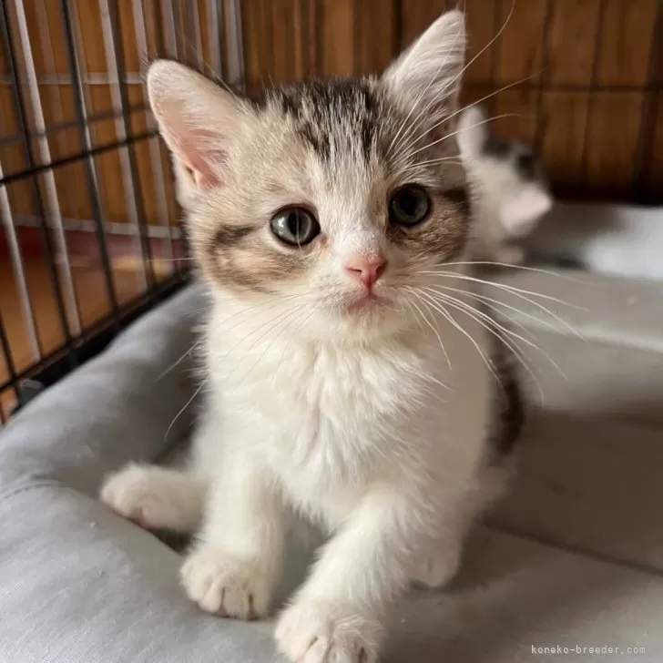 ID：2406-00424の子猫