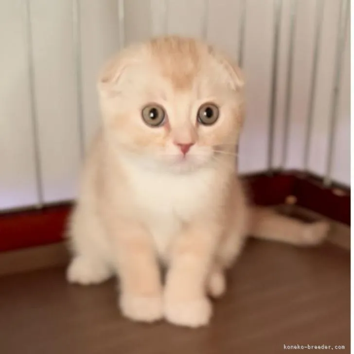 ID:2301-01875の子猫