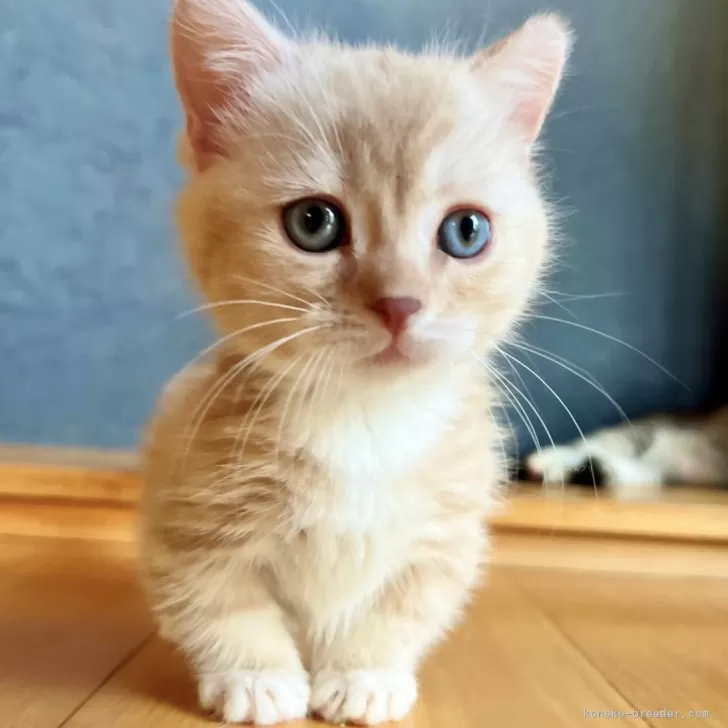 ねこだいすききみつ 様のお迎えした子猫
