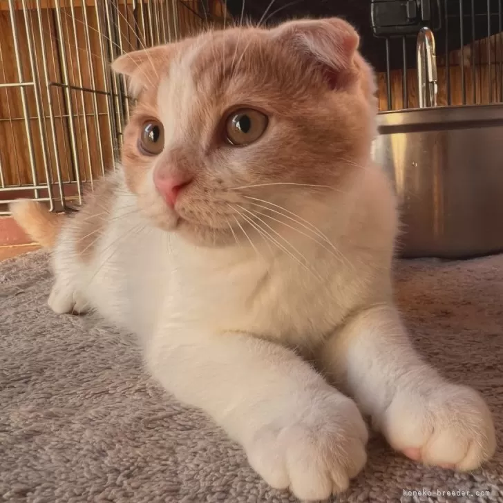 T.S 様のお迎えした子猫