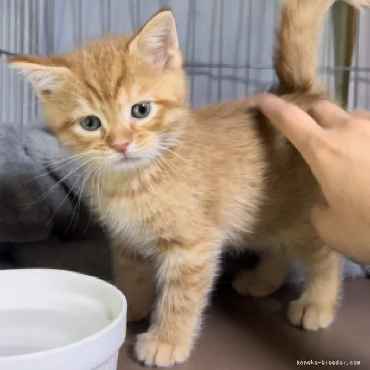 ID:2303-00808の子猫