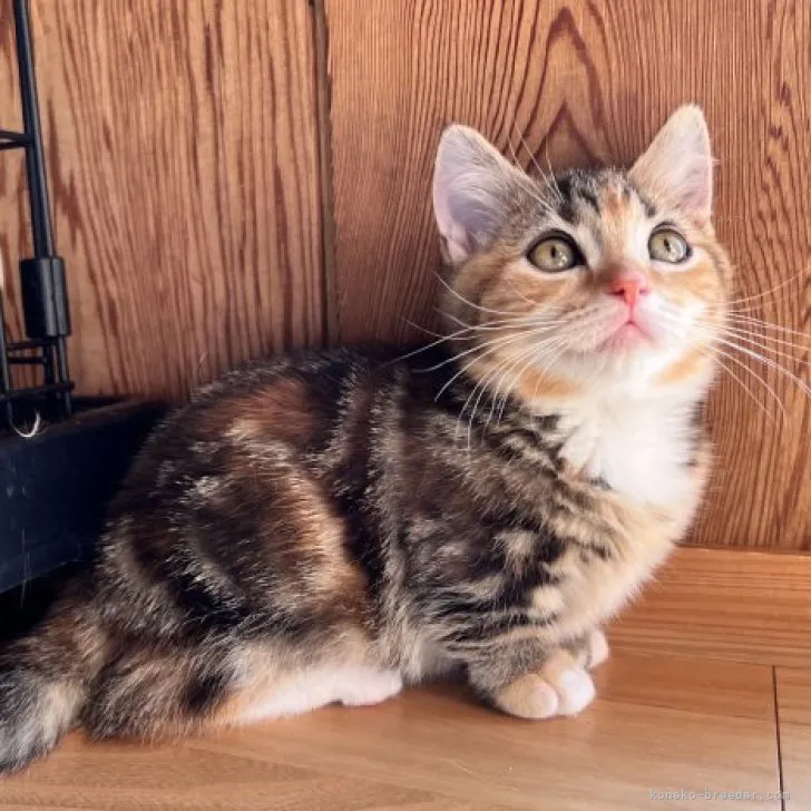 ID:2312-01233の子猫