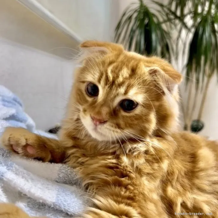 ID:2307-01146の子猫