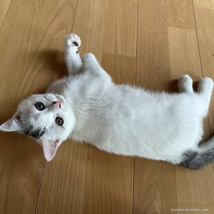 ID：2406-02170の子猫