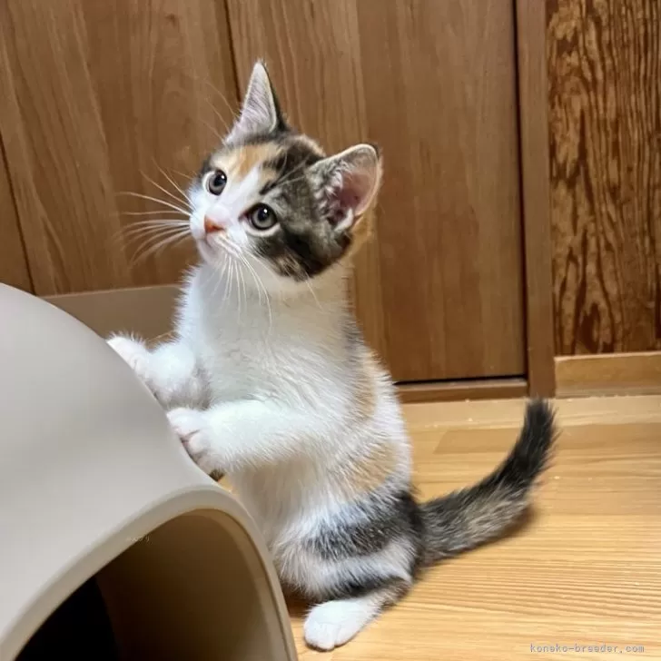 ID：2408-00309の子猫