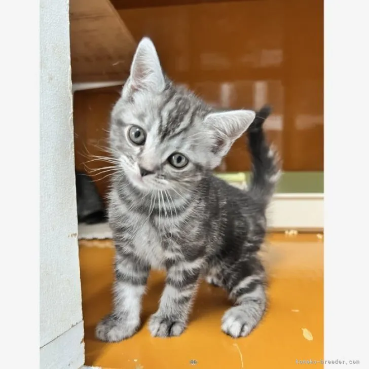 k.s 様のお迎えした子猫