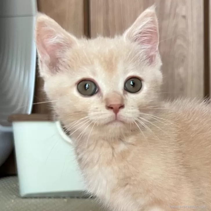 ID：2408-02091の子猫