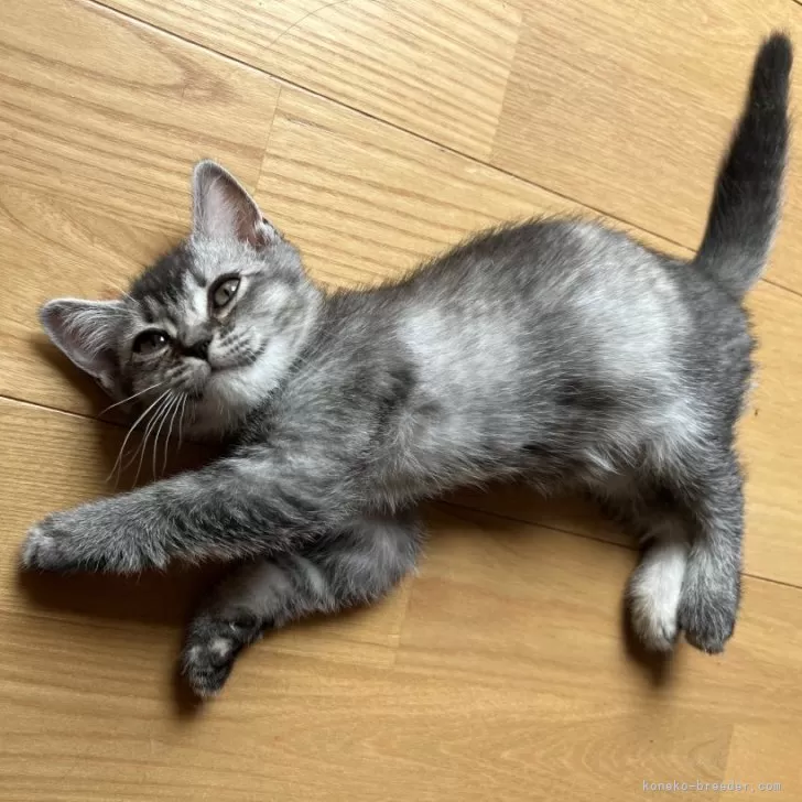 K.S 様のお迎えした子猫