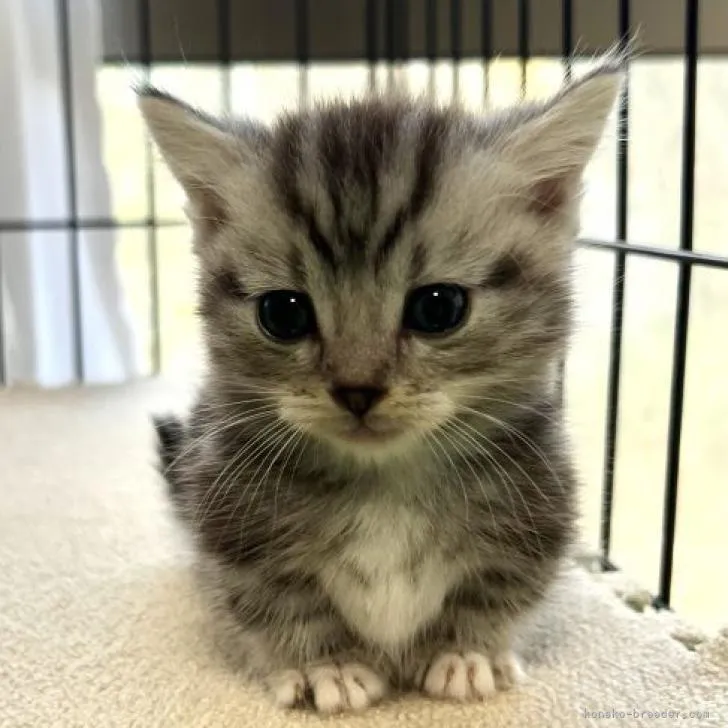 ID：2211-01952の子猫