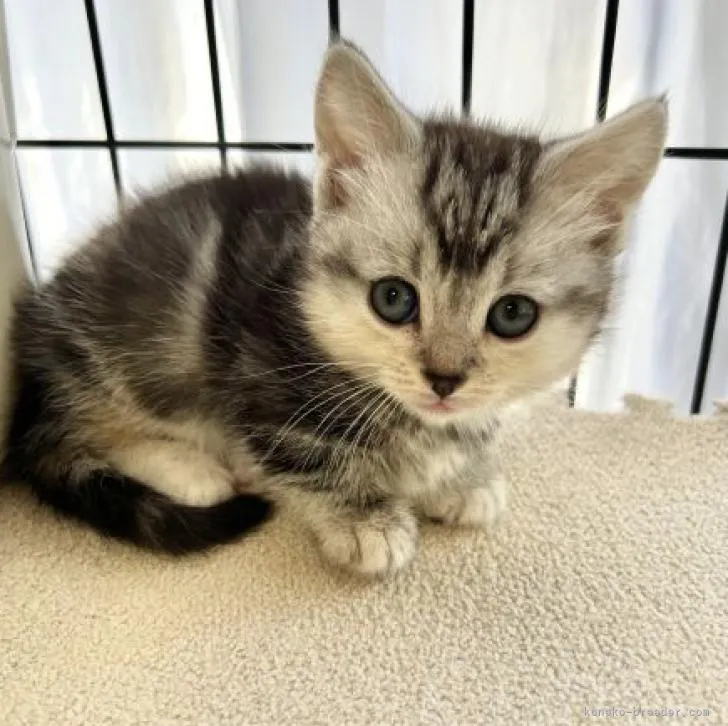 ID:2211-01973の子猫